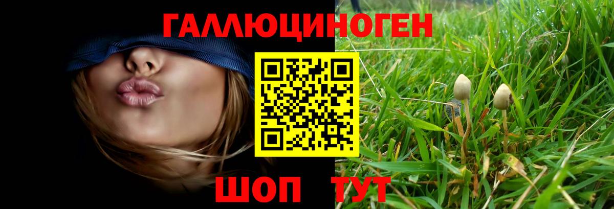 Галлюциногенные грибы Psilocybe Курск